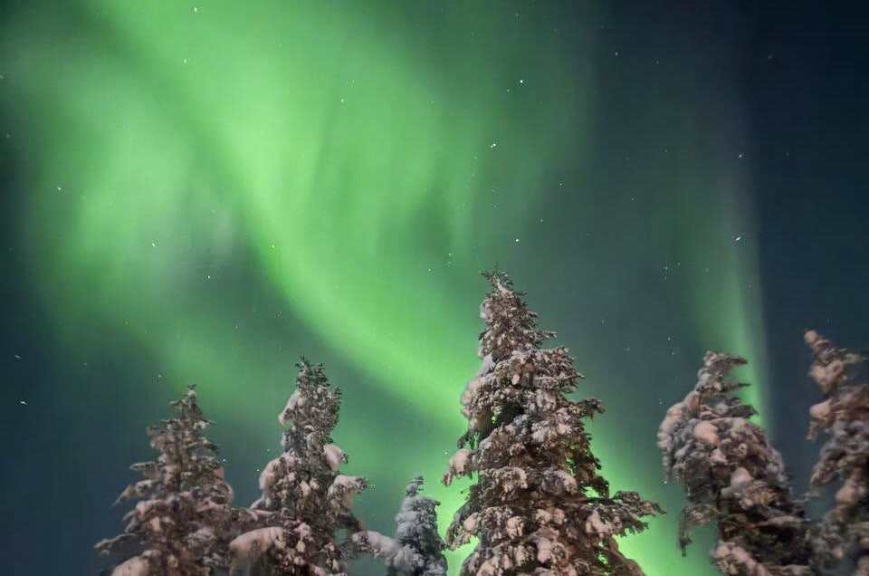 Green aurora above snow-covered spruce trees