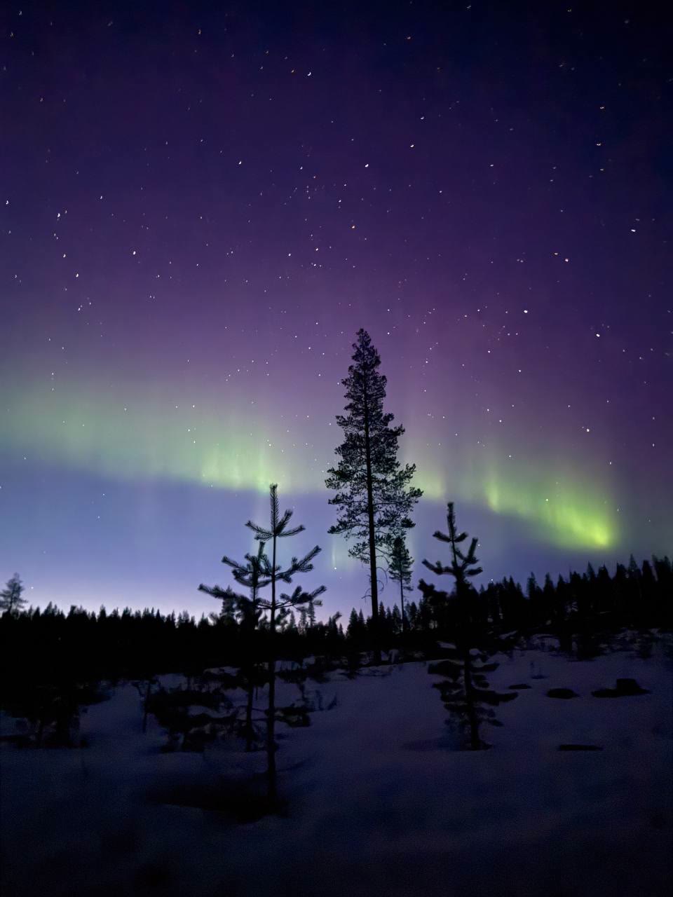 Green aurora band and a lone spruce against a blue sky