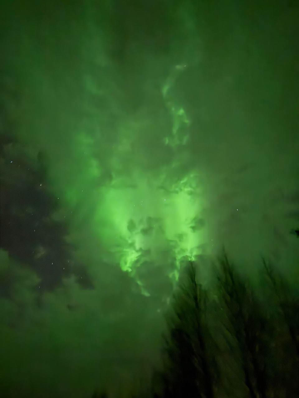 Bright green aurora above the trees