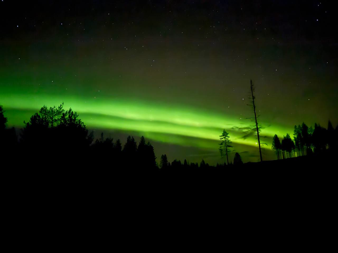 Green band of aurora over a dark forest