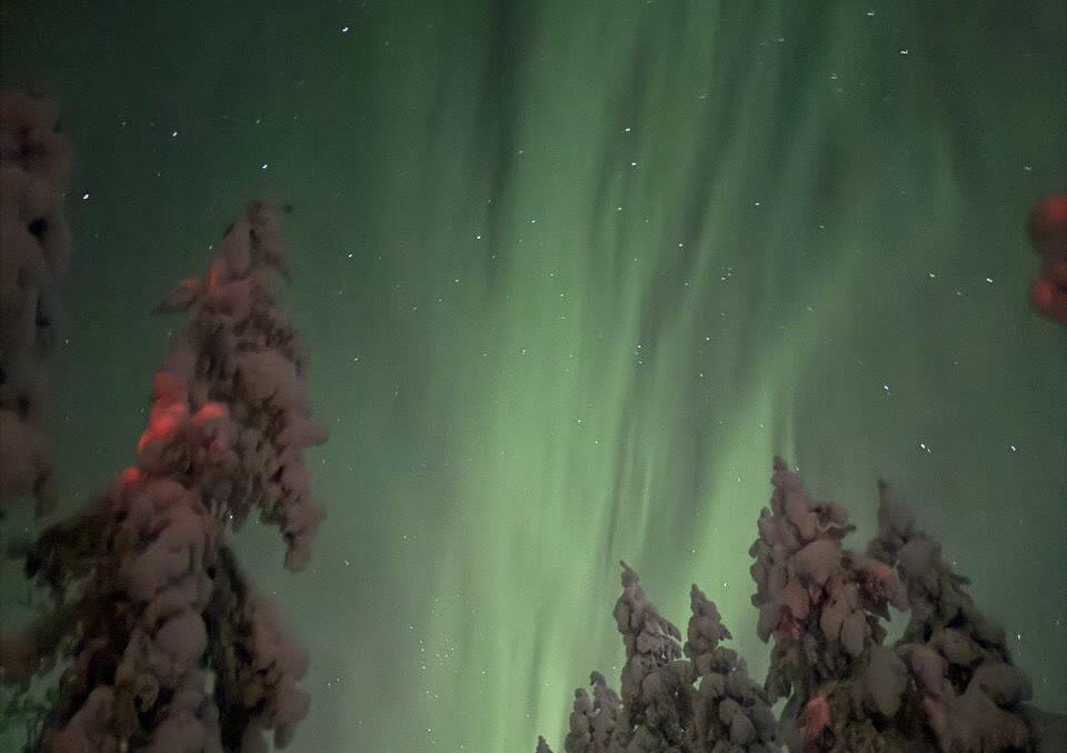 Aurora rays above spruce trees