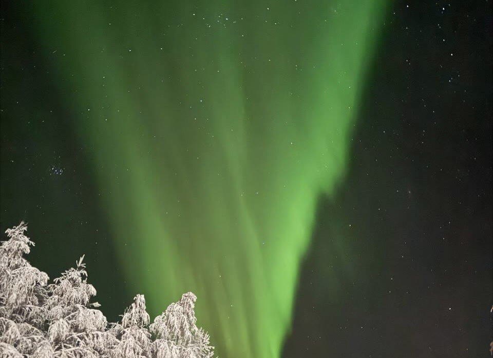 Green aurora curtain above snowy trees
