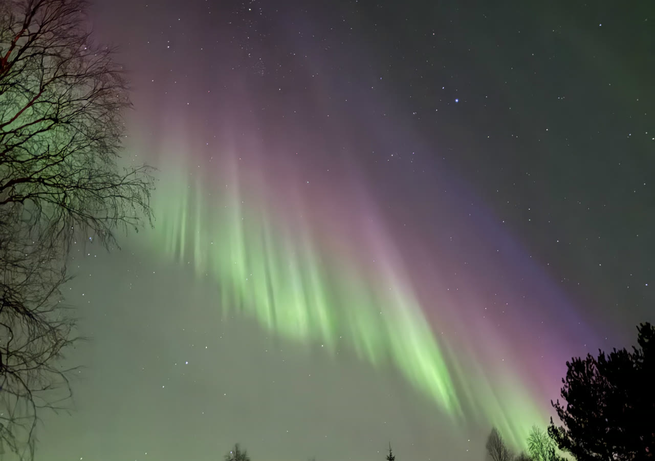 Green and purple aurora rays above the trees