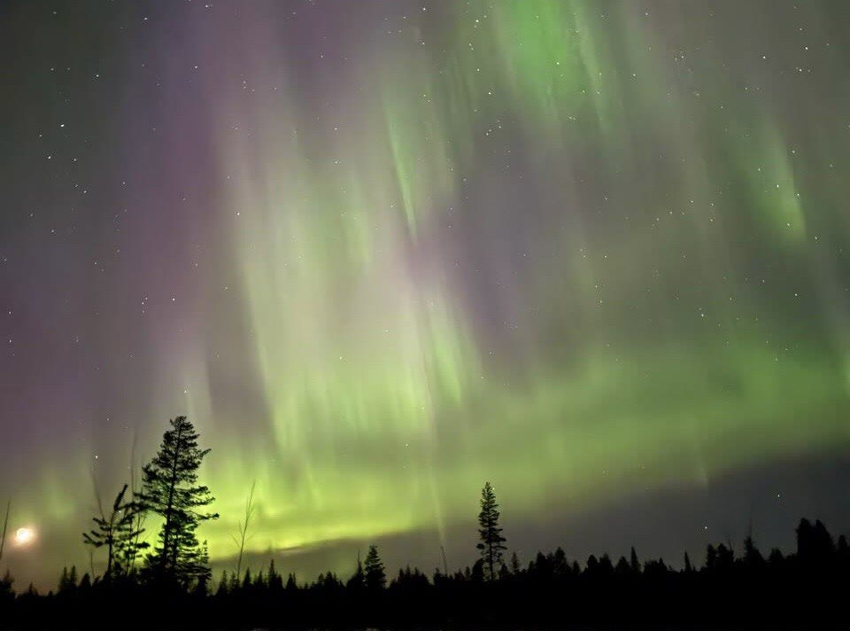 Green and purple aurora above spruce trees