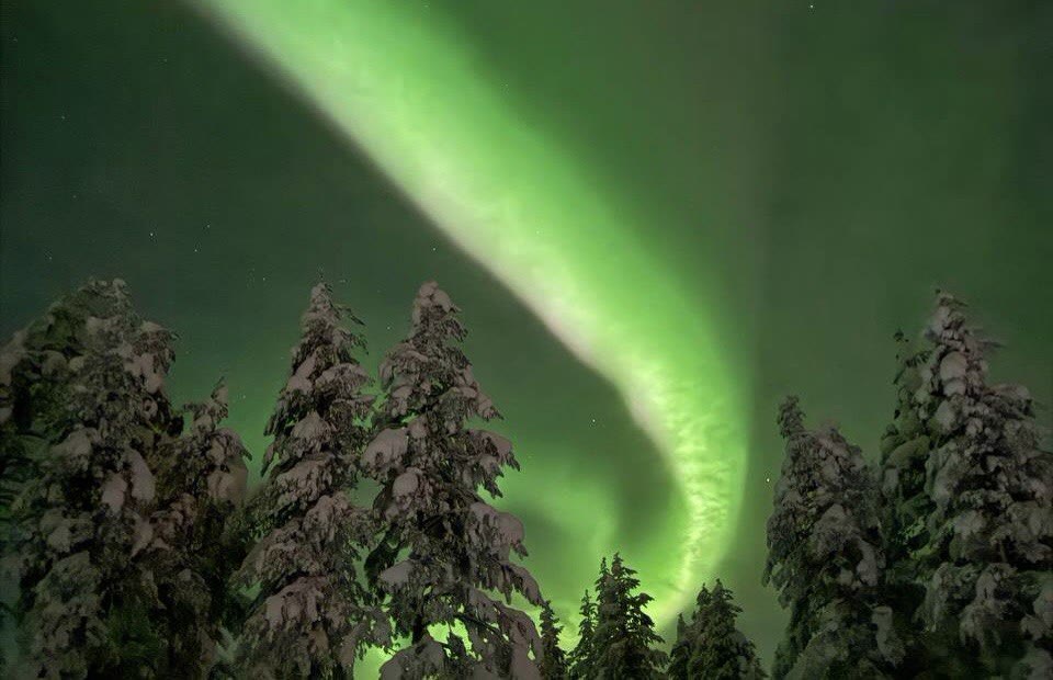 Bright green aurora arc above snowy spruce trees