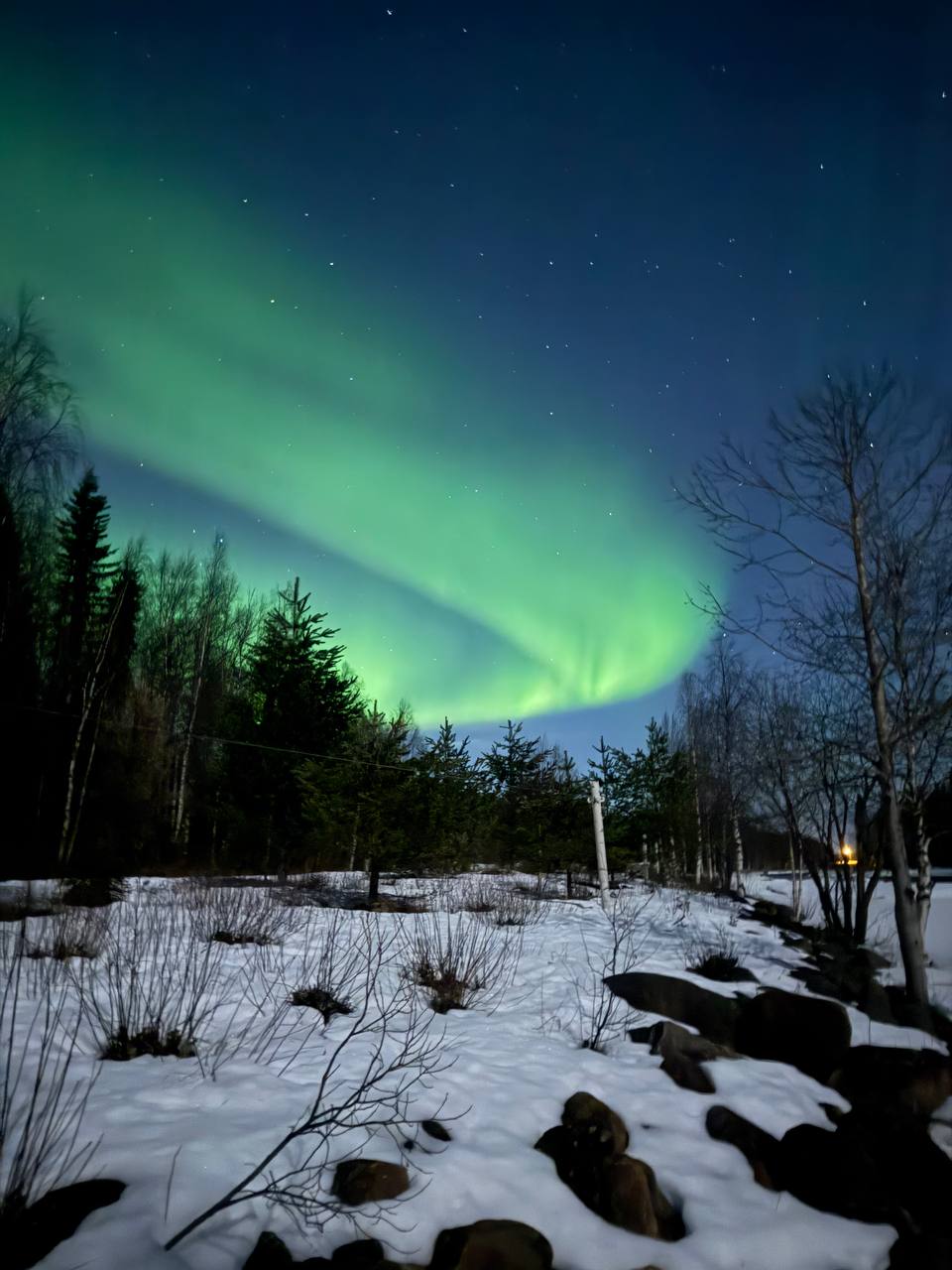 Aurora arc above a snowy forest