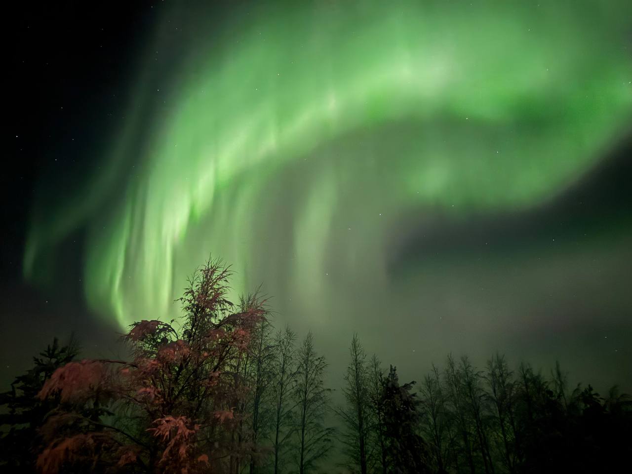 Bright green aurora above the trees