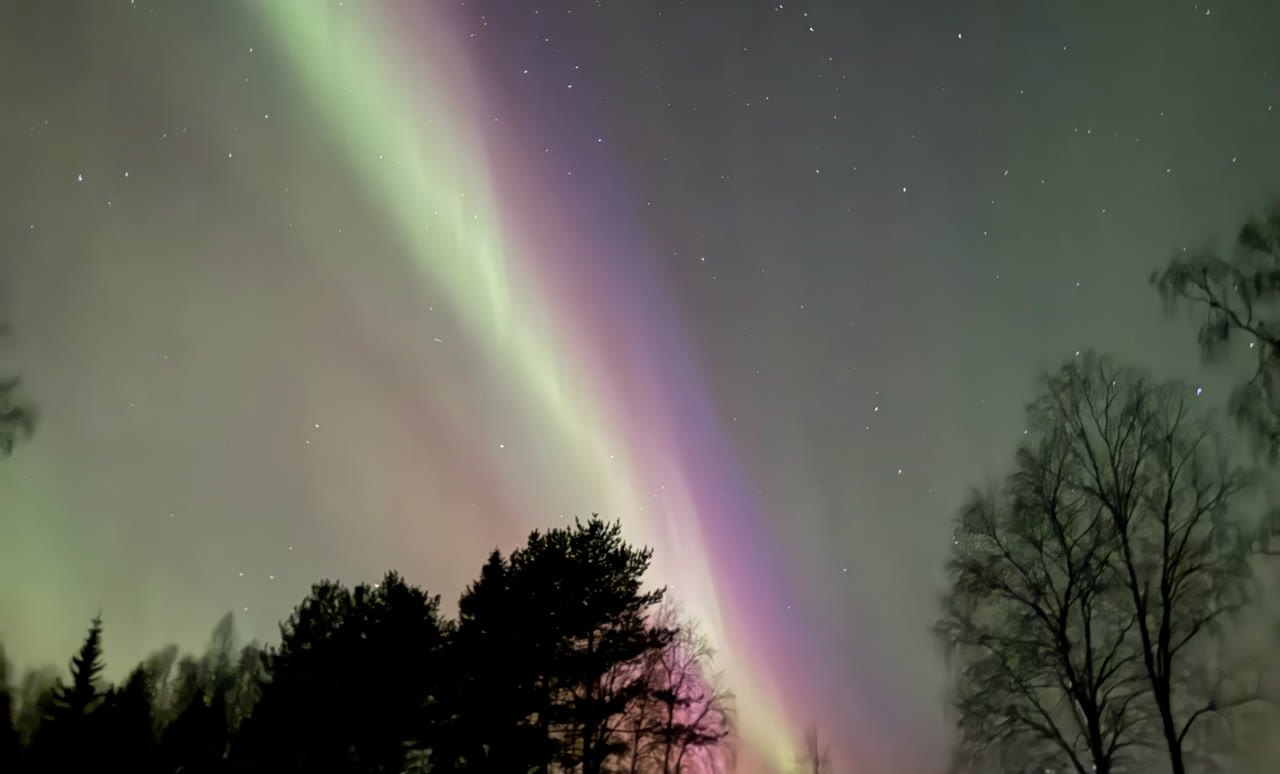 Green, pink and purple aurora above the trees